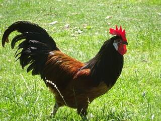 rooster on the grass