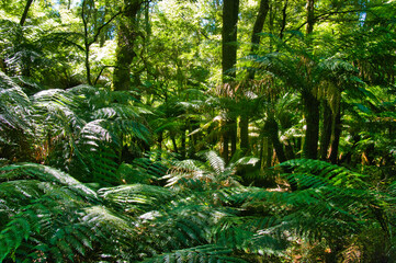 Ferns and tree ferns in the lush rainforest of Tarra Bulga National Park, Gippsland, Victoria, Australia
