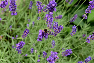 Lavender flowers