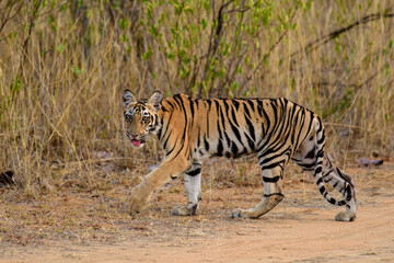 Fototapeta na wymiar Bengal tiger cub walking in jungle with tongue out.