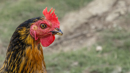 Portrait of a rooster, chicken or hen with copy space