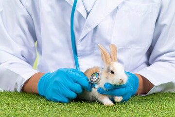 Doctor or veterinarian using a stethoscope Check the symptoms of brown rabbit