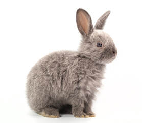 Baby gray rabbit Studio shot, isolated on white background