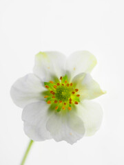 A pale white flower on a white background, high key