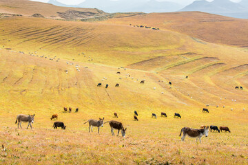 Travel to Lesotho. In the grassy hills a herd of donkeys, cows and sheep