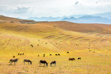Fototapeta na wymiar Travel to Lesotho. In the grassy hills a herd of donkeys, cows and sheep