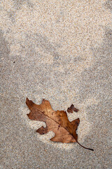 664-61 Oak Leaf on Sand