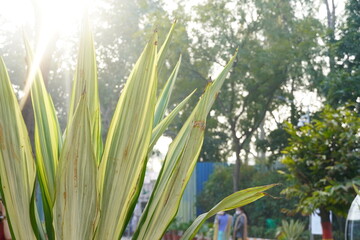 Snake Tree Image HD with sun flare