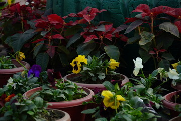 yellow with red flowers image