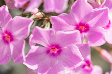 Fototapeta na wymiar Colorful pink purple flowers, macro