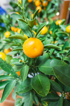 The kumquat trees with green leaves and yellow fruits represent prosperity and luck in the Tet holidays of Vietnamese people