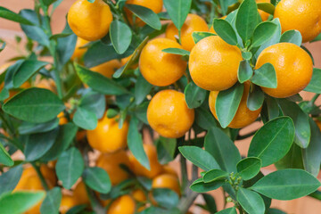 The kumquat trees with green leaves and yellow fruits represent prosperity and luck in the Tet holidays of Vietnamese people