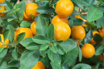 The kumquat trees with green leaves and yellow fruits represent prosperity and luck in the Tet holidays of Vietnamese people