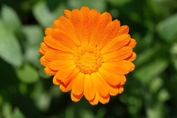 Orange spring flower, top view 