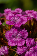 Beautiful garden purple flowers with raindrops, close-up