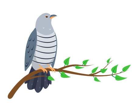 Cuckoo bird sitting on tree branch isolated on white background. Cucoos icon vector illustration for ornitology or nature design.