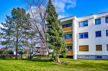An uprooted and crooked coniferous tree after a heavy storm.