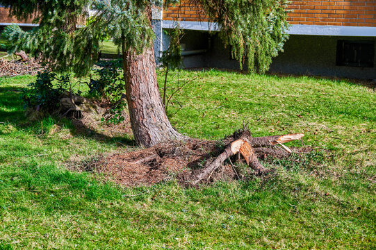 An uprooted and crooked coniferous tree after a heavy storm.