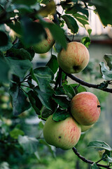 Apples on a branch. Apple trees in the orchard with ripe red apples ready for harvest.