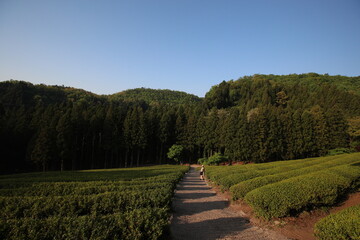 Fototapeta na wymiar Green tea field.