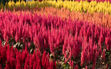 Colorful cockbombs flower in the garden