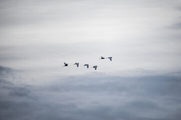 Flock of bird flying in mid air at evening