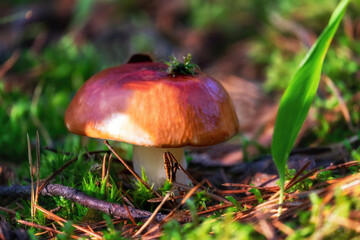 Fresh forest mushroom russule growing in autumn forest. Nature environment and picking season concept