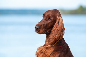 Portrait close-up of the beautiful young Purebred irish red setter on a background of on the beach...