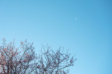 Wild Himalayan Cherry tree with pink foliage blooming with blue sky and moon