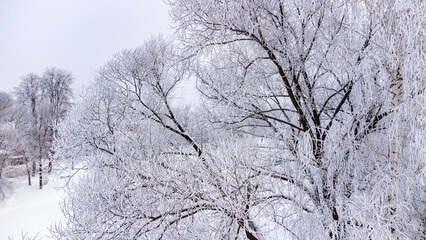 trees after freezing rain