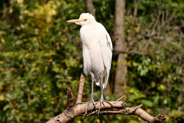 closeup the white heron siting and hold tree branch over out of focus green brown background.