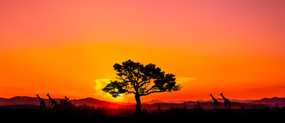 safari,sunset and sunrise.Amazing.kenya.Panorama silhouette tree in africa with sunset.