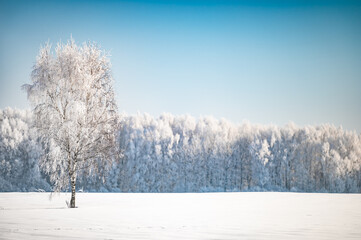 Obraz na płótnie Canvas landscape forest frosty in winter