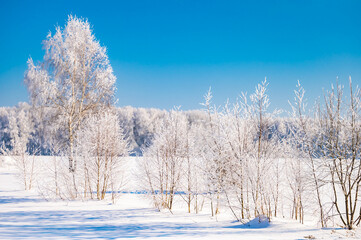 landscape forest frosty in winter