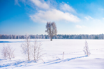 trees after freezing rain