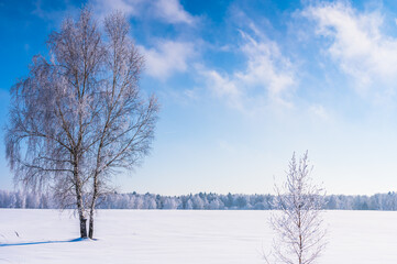 Fototapeta na wymiar landscape forest frosty in winter