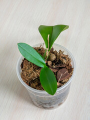 Young orchid sprout in pot. Small young phalaenopsis orchid in pot. Home gardening, orchid breeding. Vertical view. - obrazy, fototapety, plakaty