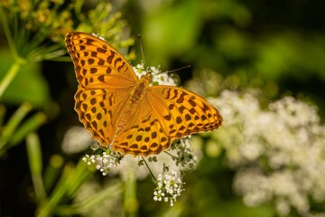 Silver-washed fritillary, a bright orange, black spotted female butterfly, sitting on a tiny white flower. Sunny summer day in nature. Blurry green background.