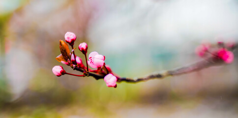 fleurs de printemps