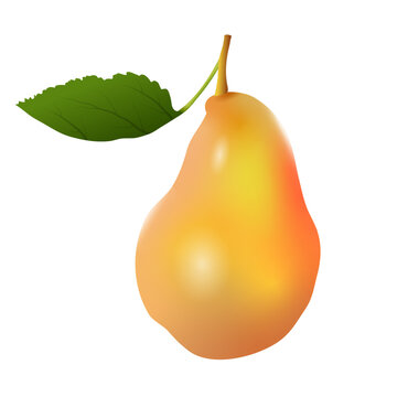 Juicy ripe yellow pear.