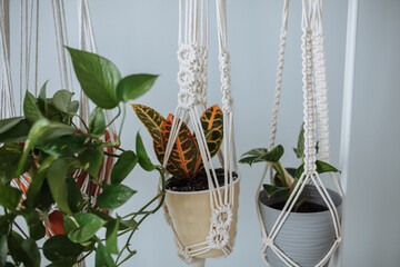 Potted houseplants hanging in a white macrame planter