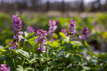 Hollow smokestack (Corydalis cava), spring forest, Southern Moravia, Czech Republic