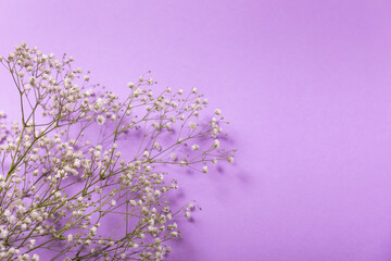 Delicate blooming gypsophila flower on a lilac paper background. copy space. Place for text. Spring Flower. View from above