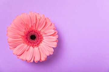 Beautiful blooming pink gerbera flower on a lilac paper background. background.copy space. Place for text. Spring flower. Top view
