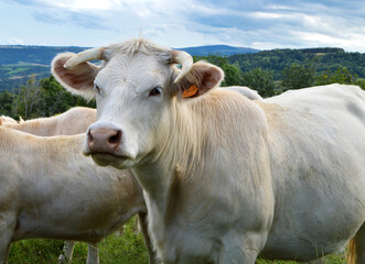 Fototapeta na wymiar Charolais cows in a field, in the countryside. 