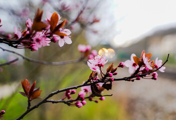 fleurs de printemps