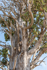 Close-up tree with ramifications on its branches