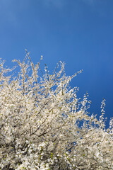 white flowering tree against the blue sky