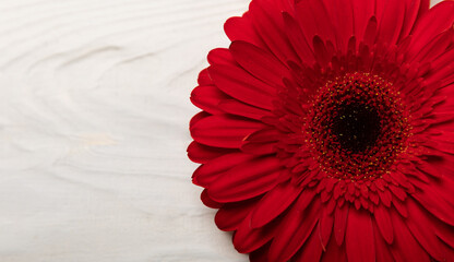 Beautiful blooming red gerbera flower on white wood texture background.copy space. Place for text....