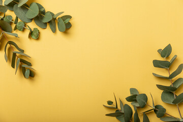 Sprigs of fragrant eucalyptus on a yellow paper background. Frame for design. Aromatherapy....